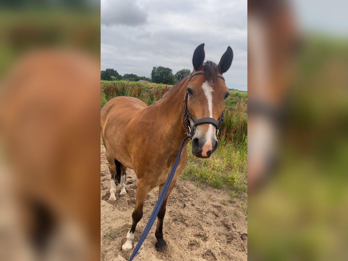 New Forest Pony Wallach 8 Jahre 147 cm Brauner in Scharmer