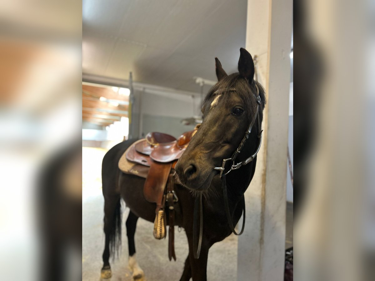 New Forest Pony Wallach 8 Jahre 153 cm Dunkelbrauner in Pl&#xF6;ven