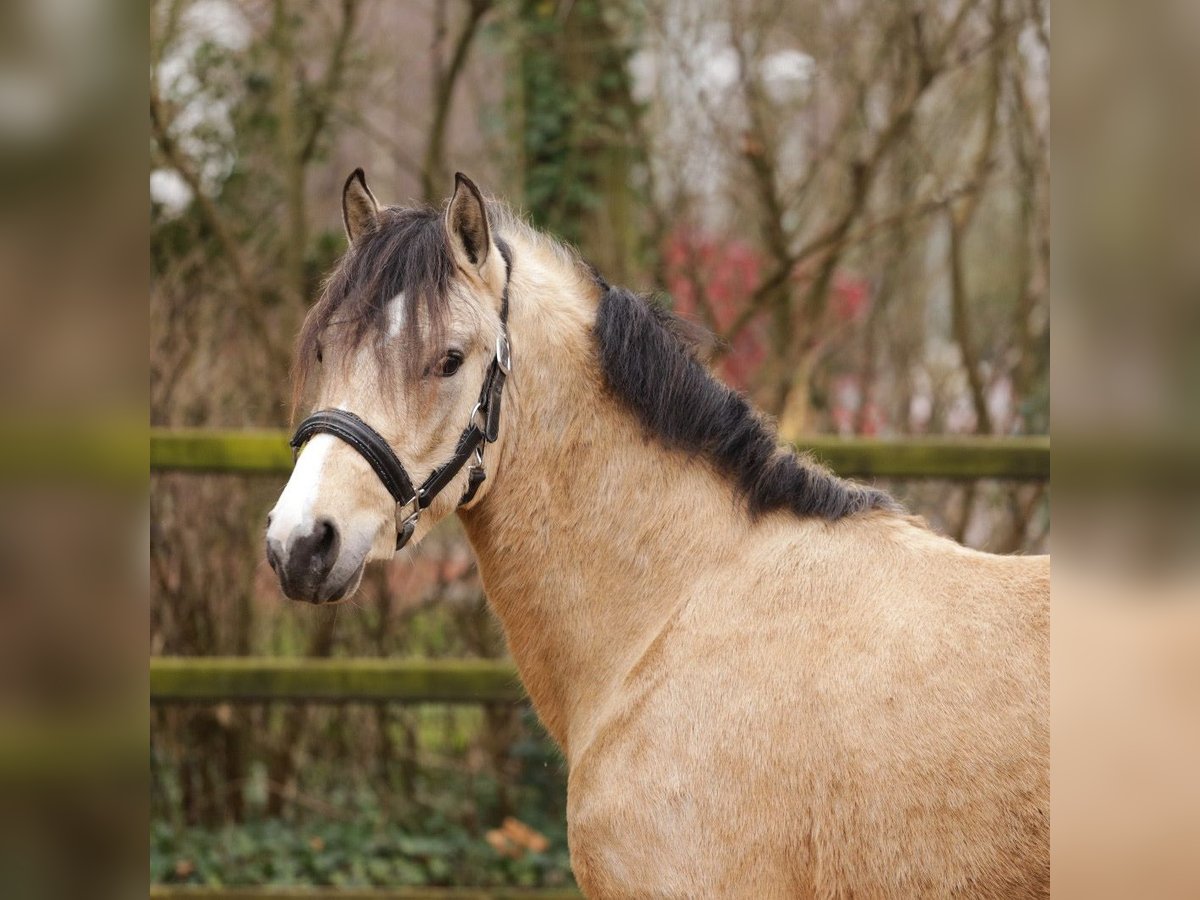 New Forest Stallone 3 Anni 135 cm Pelle di daino in Heemskerk