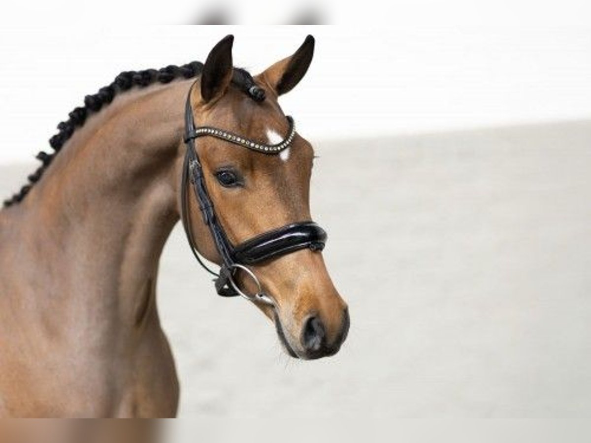 New Forest Stallone 3 Anni 146 cm Baio in Heerde