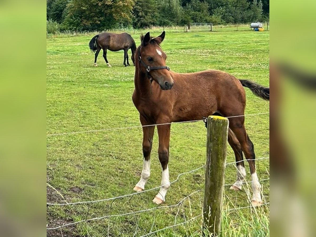 New Forest Stallone Puledri (05/2024) in Finsterwolde