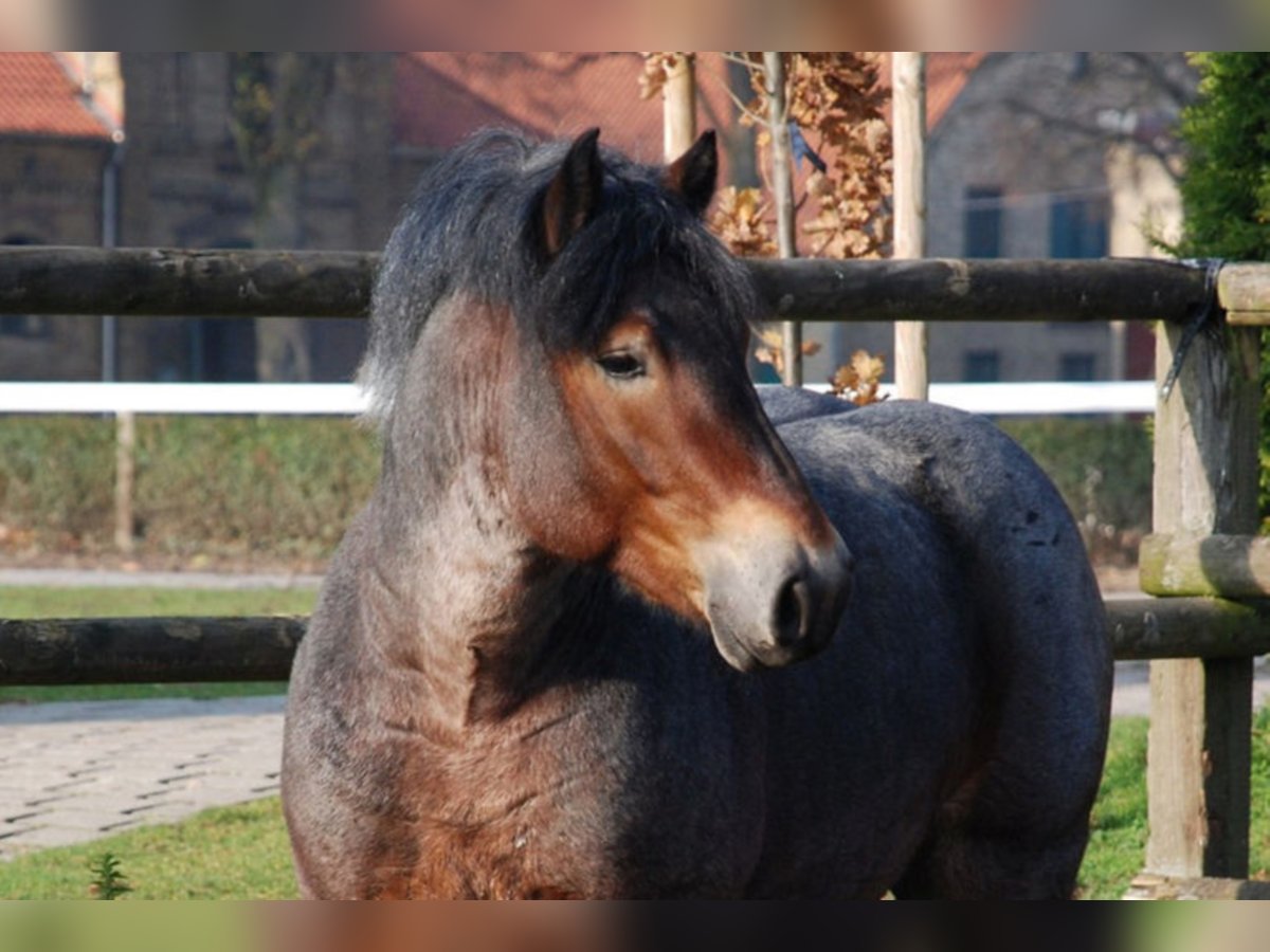 NEWTON Reńsko-niemiecki koń zimnokrwisty Ogier Formy Brown Falb in Warendorf