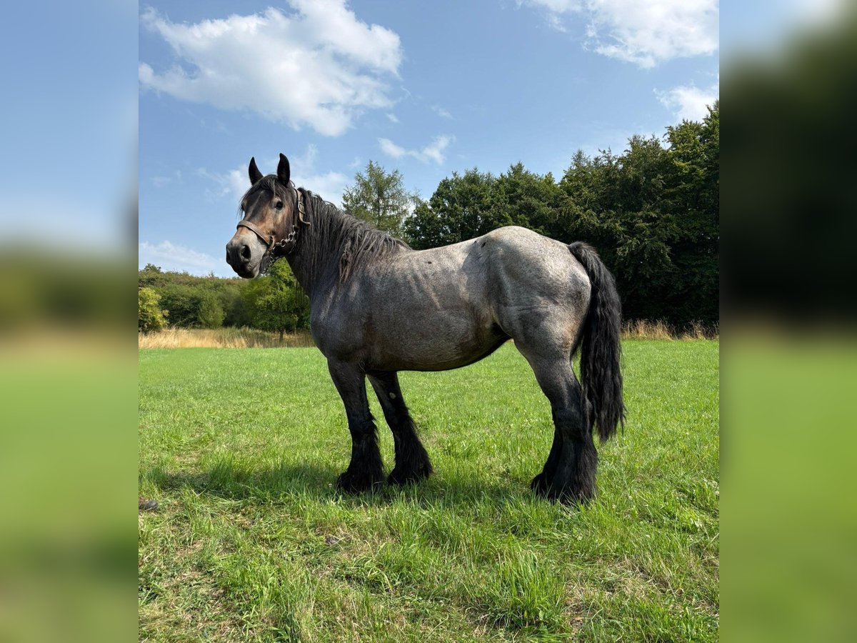 Niederländisches Kaltblut Stute 11 Jahre 170 cm Blauschimmel in Bad M&#xFC;nstereifel