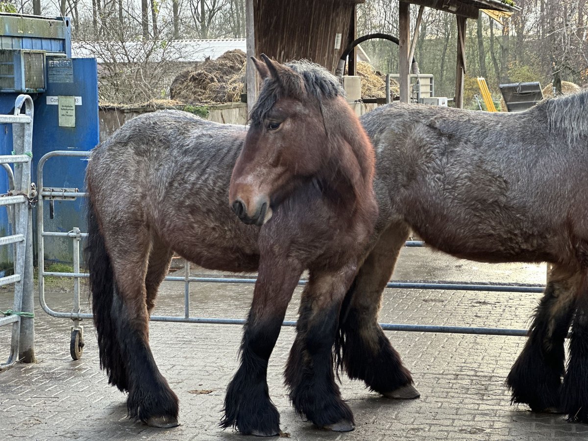 Niederländisches Kaltblut Stute 3 Jahre 165 cm Rotbrauner in Bad Homburg vor der HöheBad Homburg