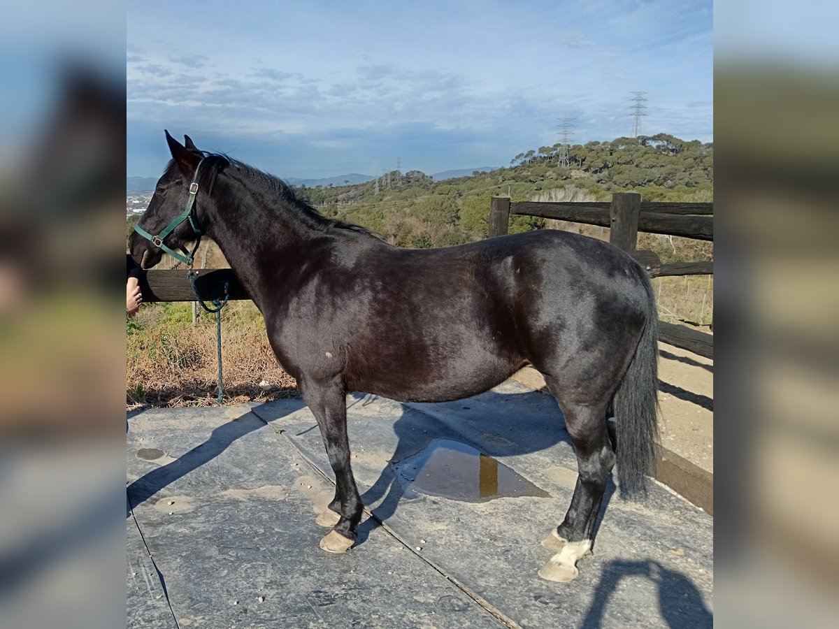 Niederländisches Kaltblut Stute 9 Jahre 166 cm Rappe in Conreria, La (Sant Fost Campcentelles) Niederländisches Kaltblut Stute 9 Jahre 166 cm Rappe in Conreria, La (Sant Fost Campcentelles)