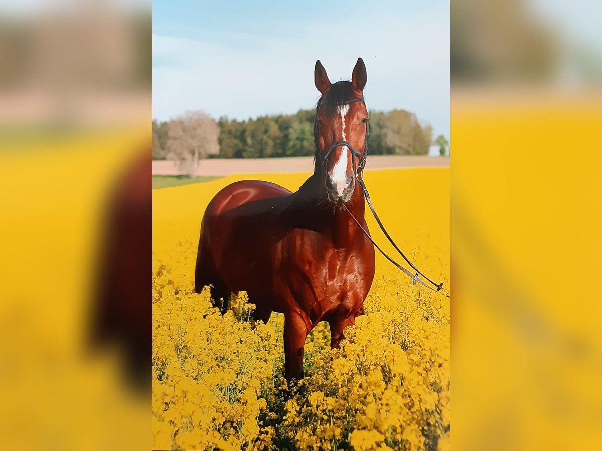 Niederländisches Kaltblut Wallach 16 Jahre 174 cm Brauner in Wunsiedel