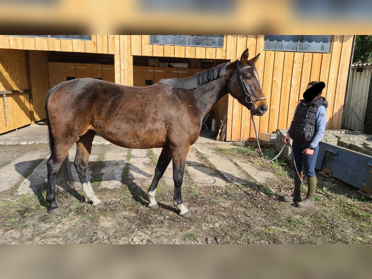Niemiecki koń sportowy Klacz 10 lat 164 cm Ciemnogniada in Neustadt (Dosse)