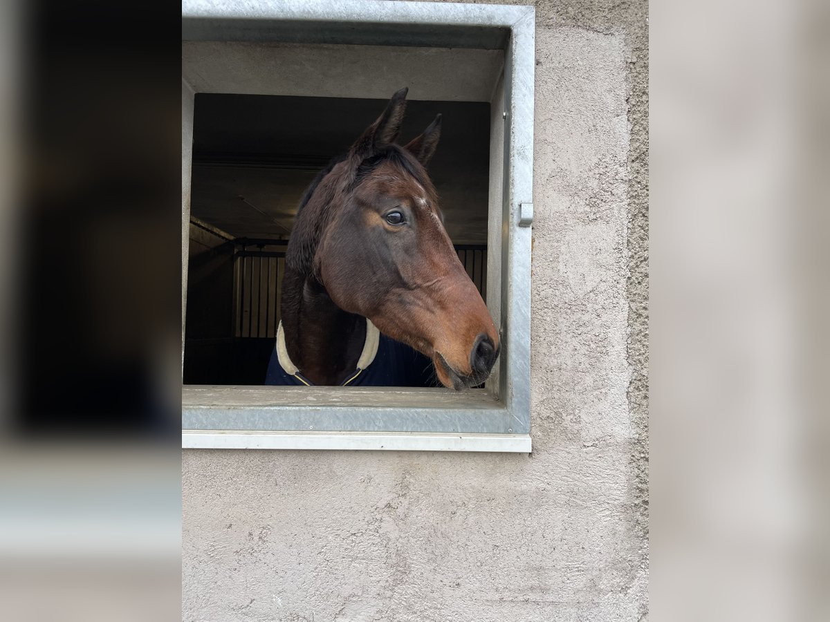 Niemiecki koń sportowy Klacz 10 lat 168 cm Gniada in Grünbach