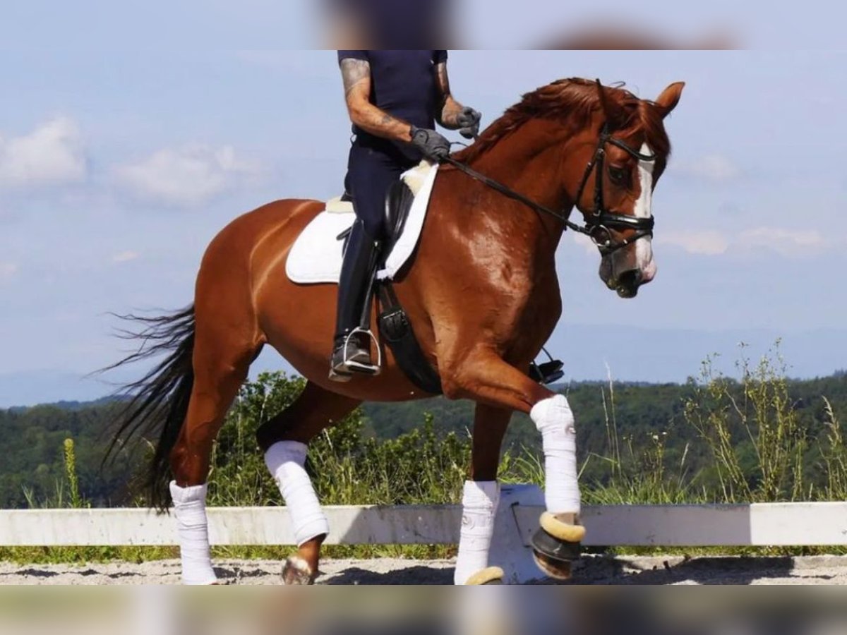 Niemiecki koń sportowy Klacz 10 lat 172 cm Kasztanowata in Rheinfelden