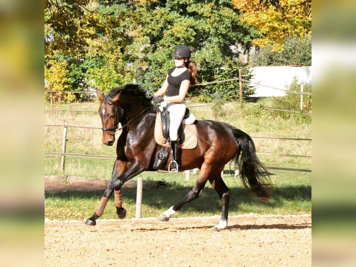 Niemiecki koń sportowy Klacz 10 lat 175 cm Ciemnogniada in Harsdorf