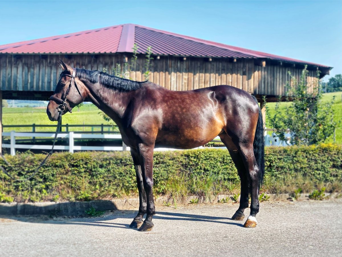 Niemiecki koń sportowy Klacz 11 lat 176 cm Ciemnogniada in Haldenwang