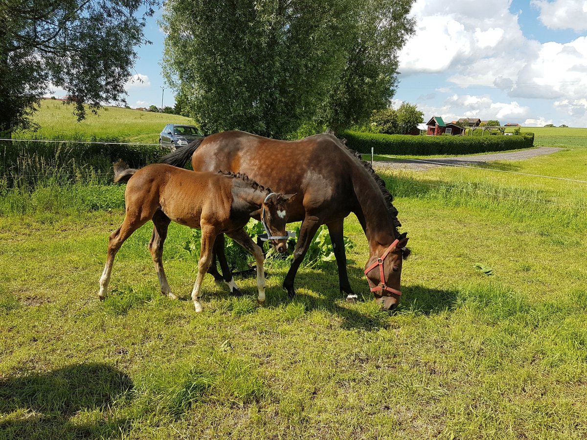 Niemiecki koń sportowy Klacz 12 lat 162 cm Gniada in Küllstedt