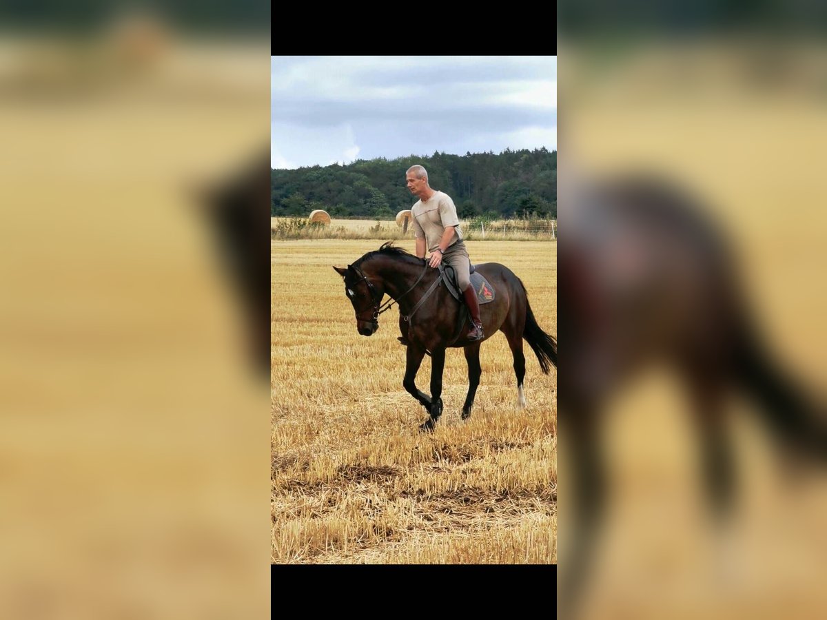 Niemiecki koń sportowy Klacz 12 lat 170 cm Gniada in Hilter am Teutoburger Wald
