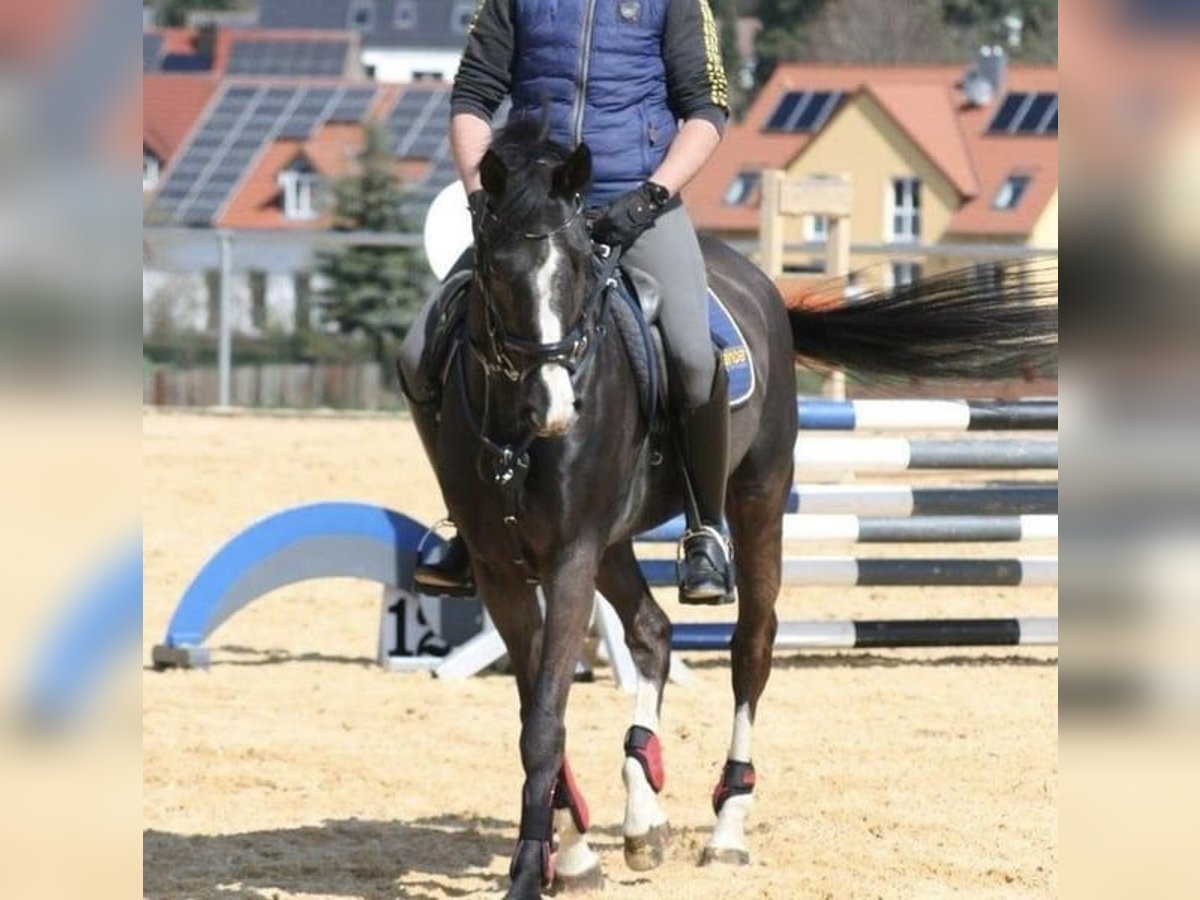 Niemiecki koń sportowy Klacz 13 lat 166 cm Kara in Burgthann