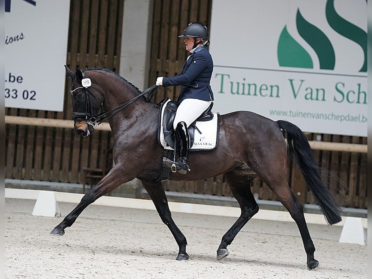 Niemiecki koń sportowy Klacz 13 lat 166 cm Skarogniada in Boortmeerbeek