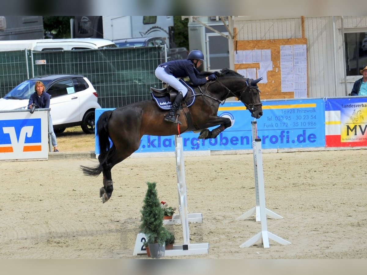 Niemiecki koń sportowy Klacz 13 lat 168 cm Gniada in Rodenwalde