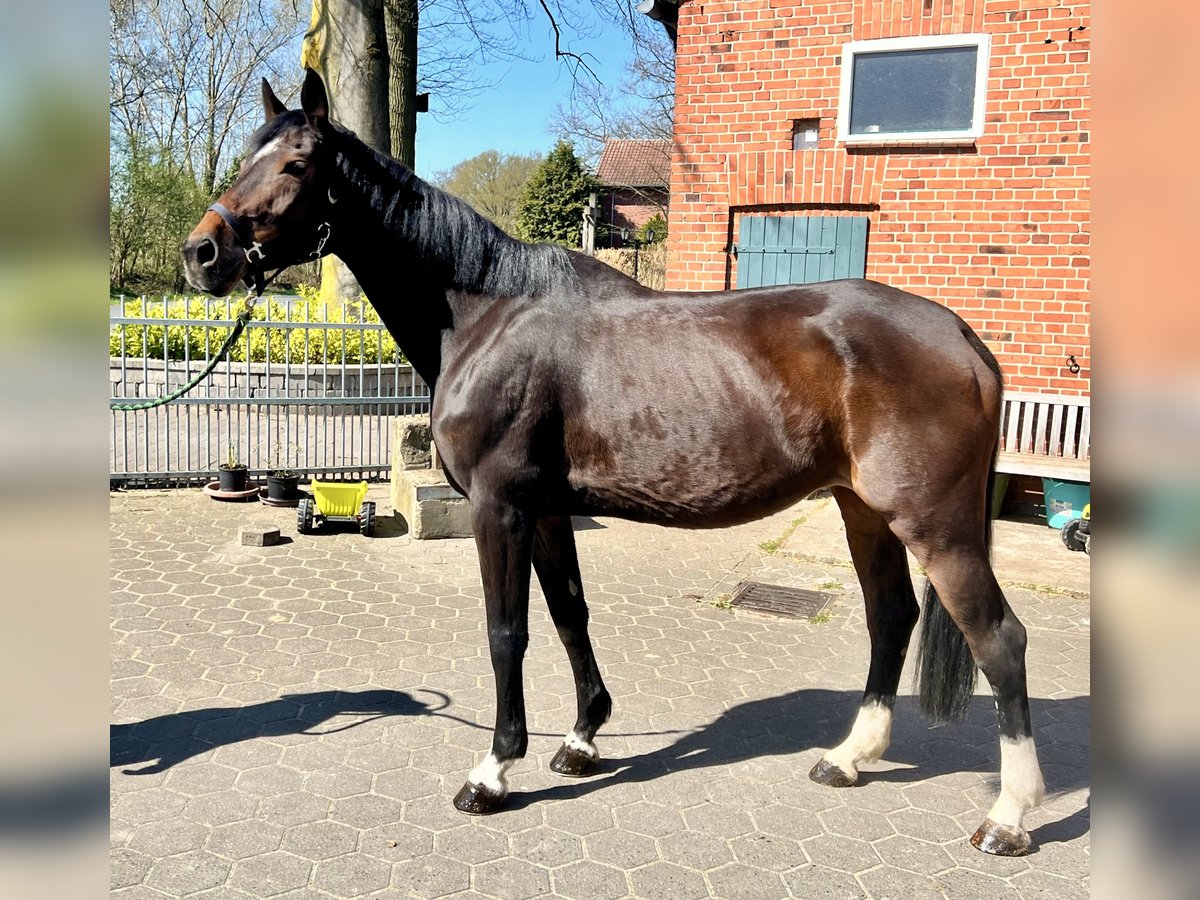 Niemiecki koń sportowy Klacz 13 lat 172 cm Gniada in Beelen