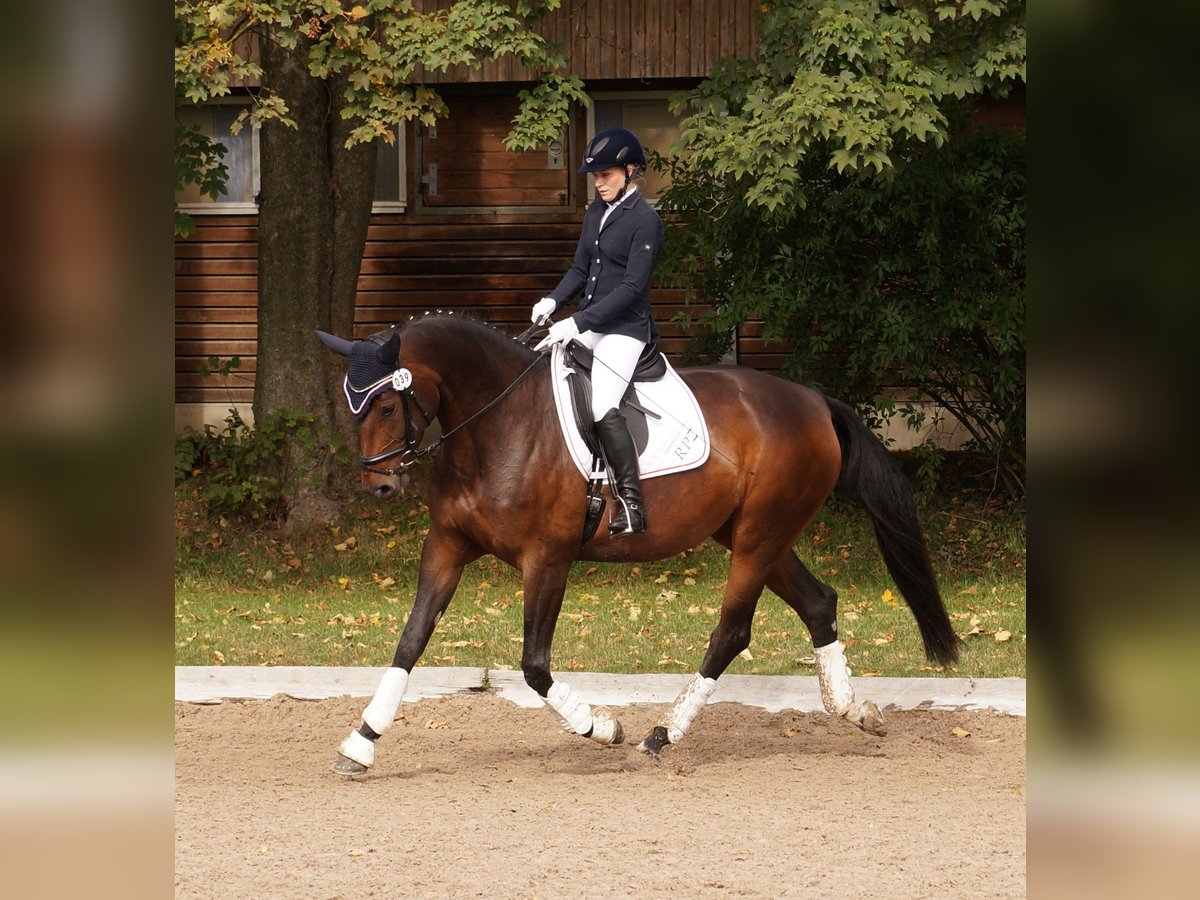 Niemiecki koń sportowy Klacz 14 lat 171 cm Gniada in Rehau