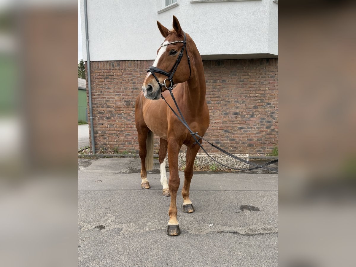 Niemiecki koń sportowy Klacz 14 lat 174 cm Kasztanowata in Niederkassel