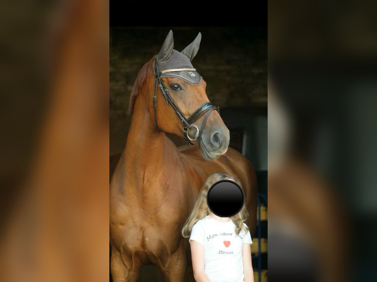 Niemiecki koń sportowy Klacz 14 lat 175 cm Kasztanowata in Brahmenau