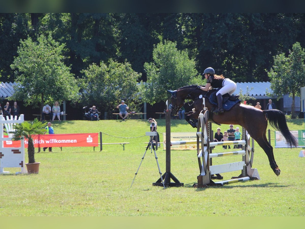 Niemiecki koń sportowy Klacz 15 lat in Cottbus