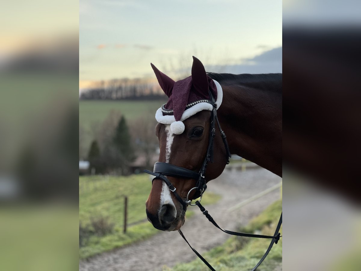 Niemiecki koń sportowy Klacz 19 lat 158 cm Gniada in Dresden