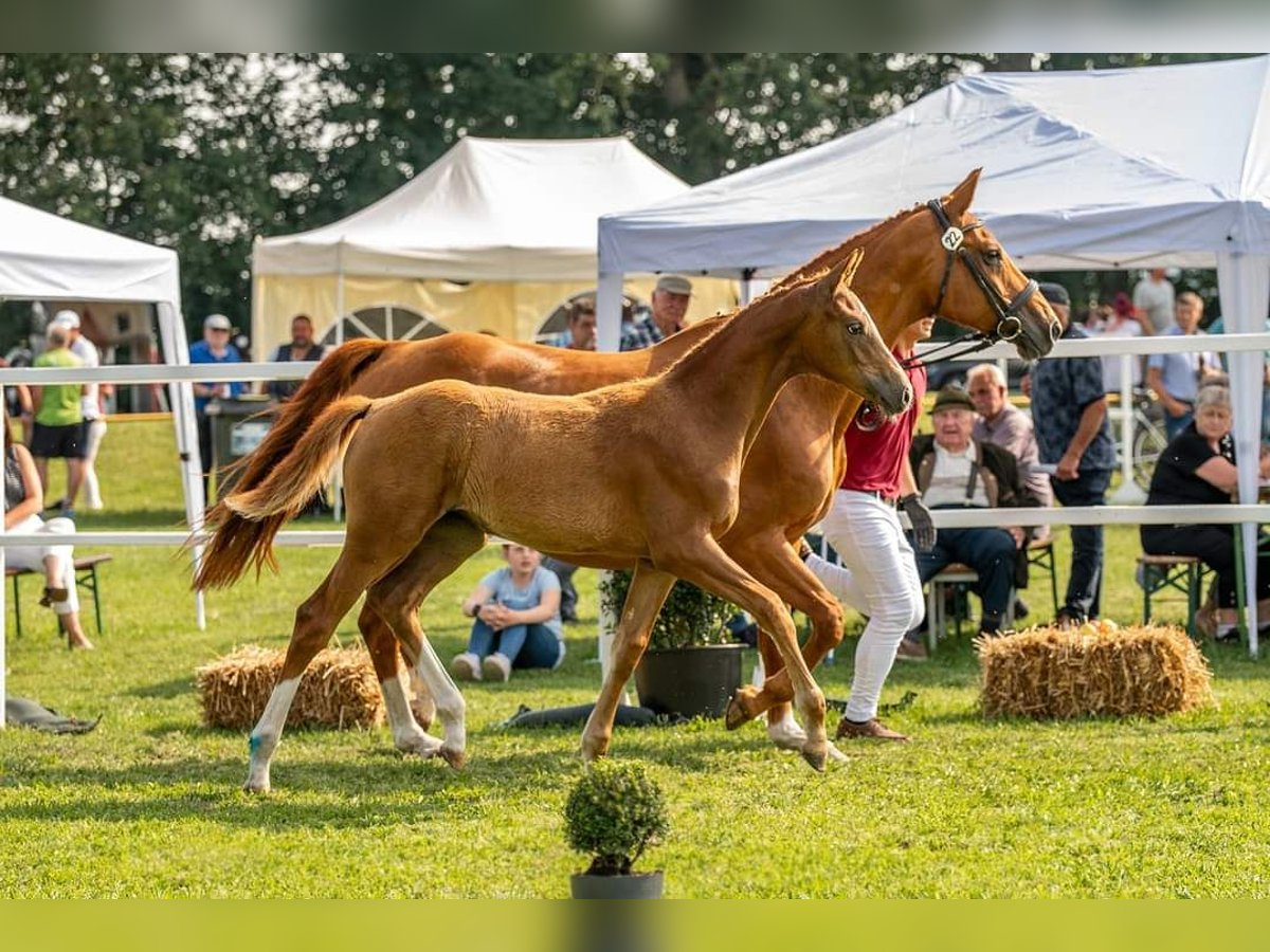 Niemiecki koń sportowy Klacz 1 Rok 152 cm Kasztanowata in Herzberg