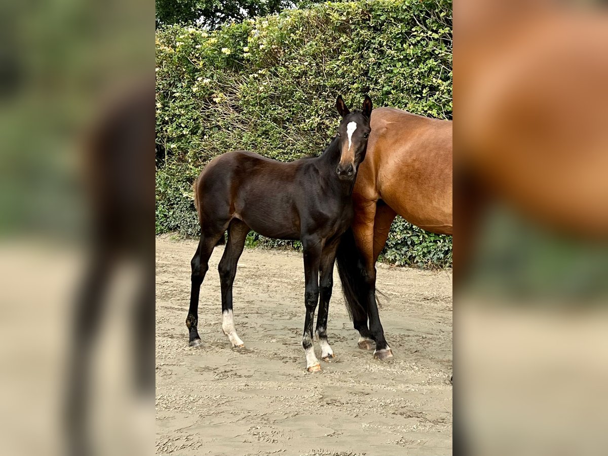 Niemiecki koń sportowy Klacz 1 Rok Gniada in Husum