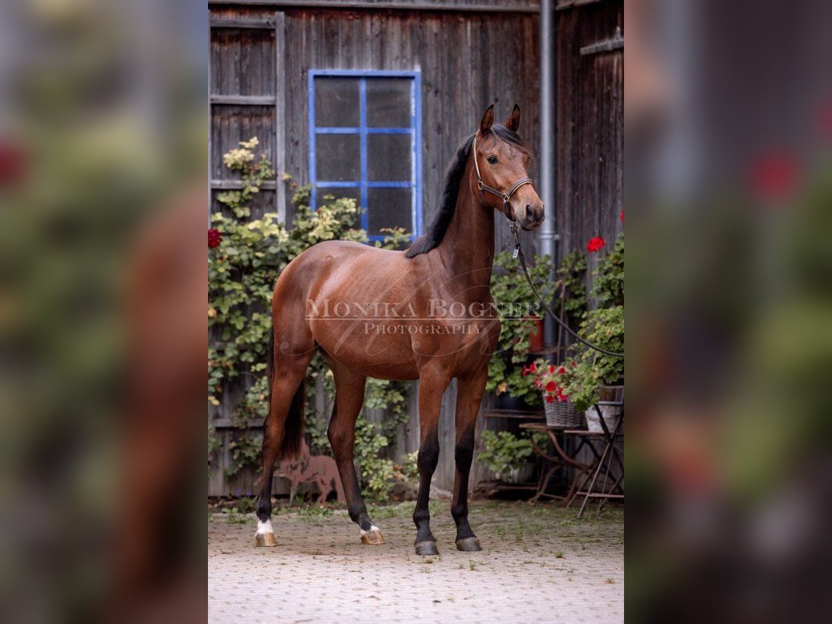 Niemiecki koń sportowy Klacz 2 lat 162 cm Gniada in Laaber