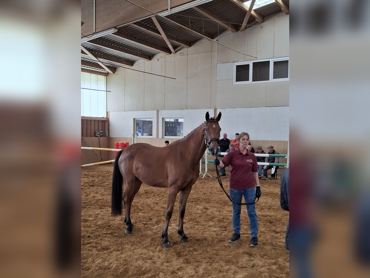 Niemiecki koń sportowy Klacz 3 lat 162 cm Gniada in Amtsberg