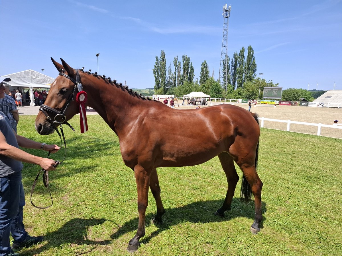 Niemiecki koń sportowy Klacz 3 lat 162 cm Gniada in Amtsberg