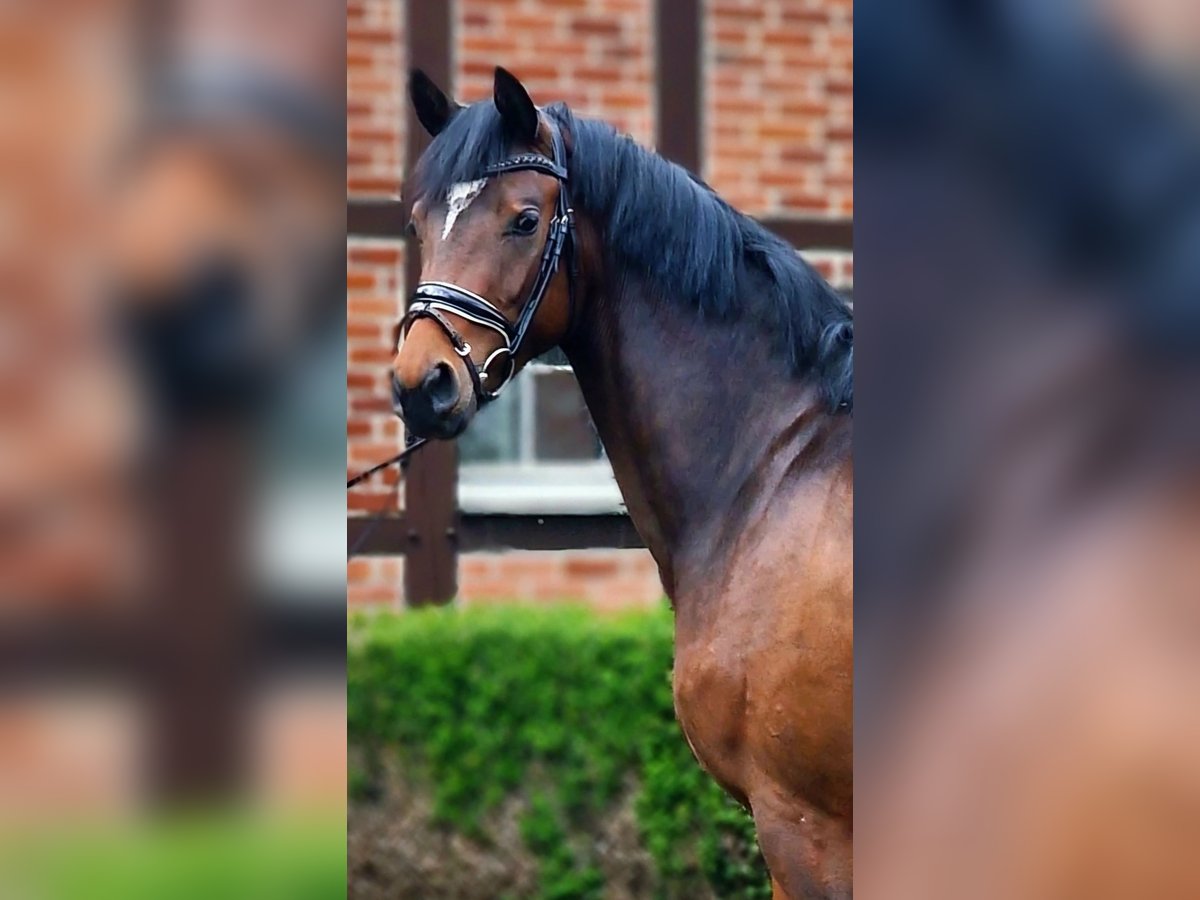 Niemiecki koń sportowy Klacz 3 lat 162 cm Gniada in Warendorf