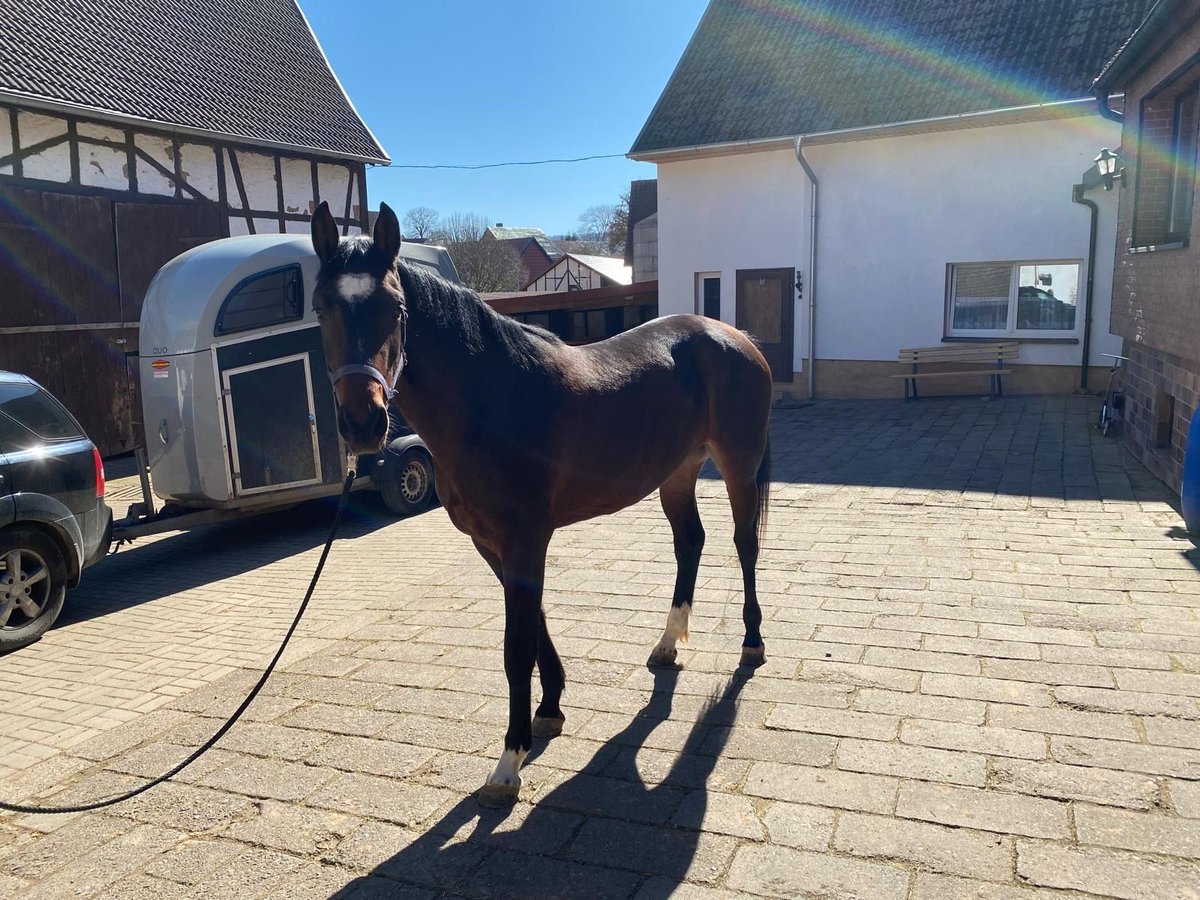 Niemiecki koń sportowy Klacz 3 lat 165 cm Gniada in Hohenstein