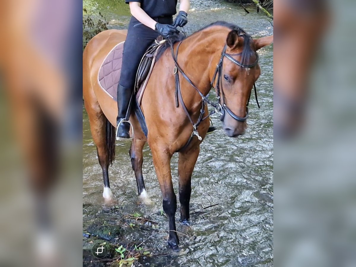 Niemiecki koń sportowy Klacz 3 lat 172 cm Gniada in Bottenbach