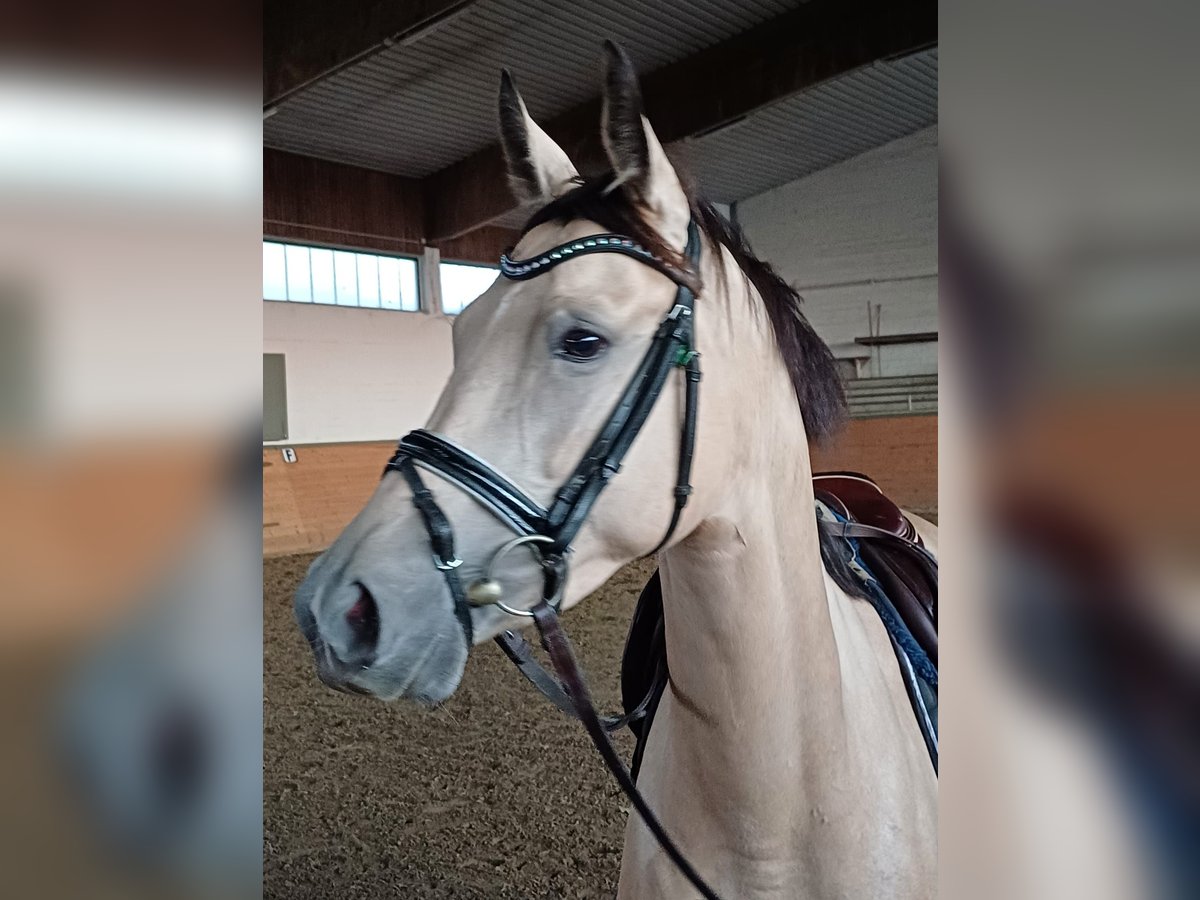 Niemiecki koń sportowy Klacz 4 lat 149 cm Bułana in Lippetal