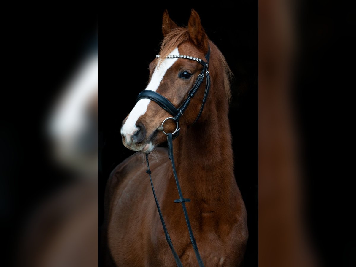 Niemiecki koń sportowy Klacz 4 lat 158 cm Ciemnokasztanowata in Rehagen