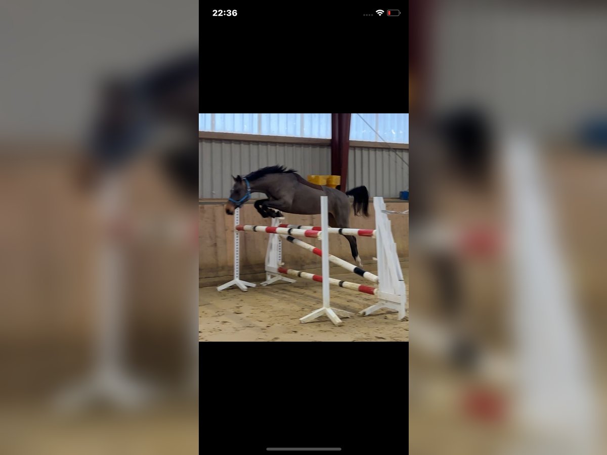 Niemiecki koń sportowy Klacz 4 lat 158 cm Gniada in Kellinghusen