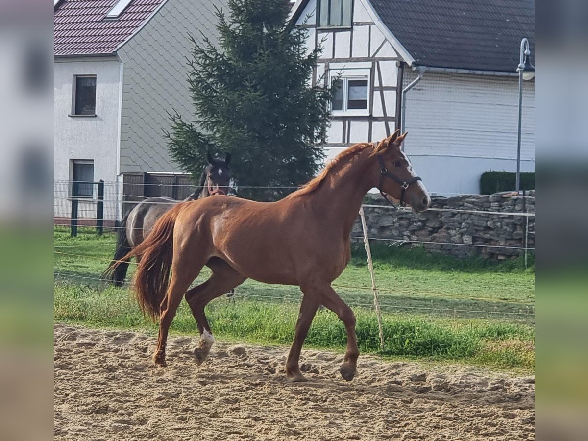 Niemiecki koń sportowy Klacz 4 lat 162 cm Kasztanowata in Bleicherode