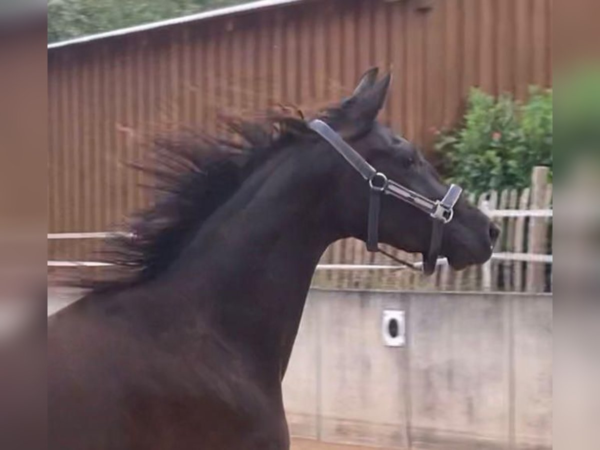Niemiecki koń sportowy Klacz 4 lat 164 cm Kara in Jagstzell