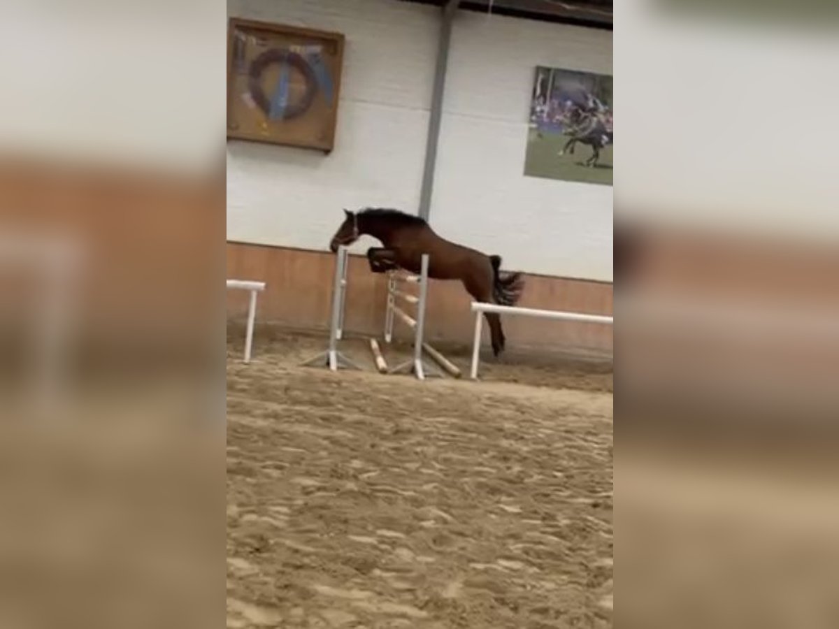 Niemiecki koń sportowy Klacz 4 lat 167 cm Gniada in Grevenbroich