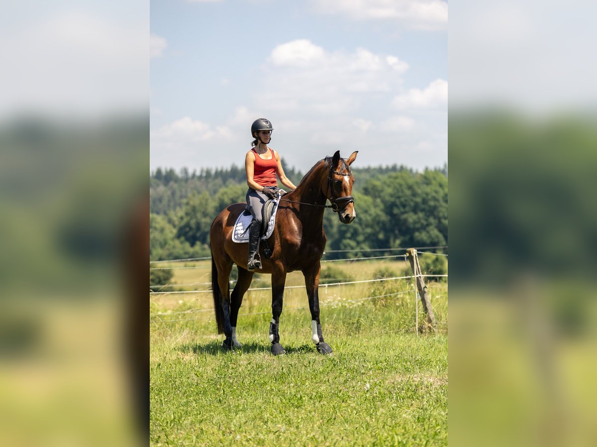 Niemiecki koń sportowy Klacz 4 lat 167 cm Gniada in Kraiburg am Inn