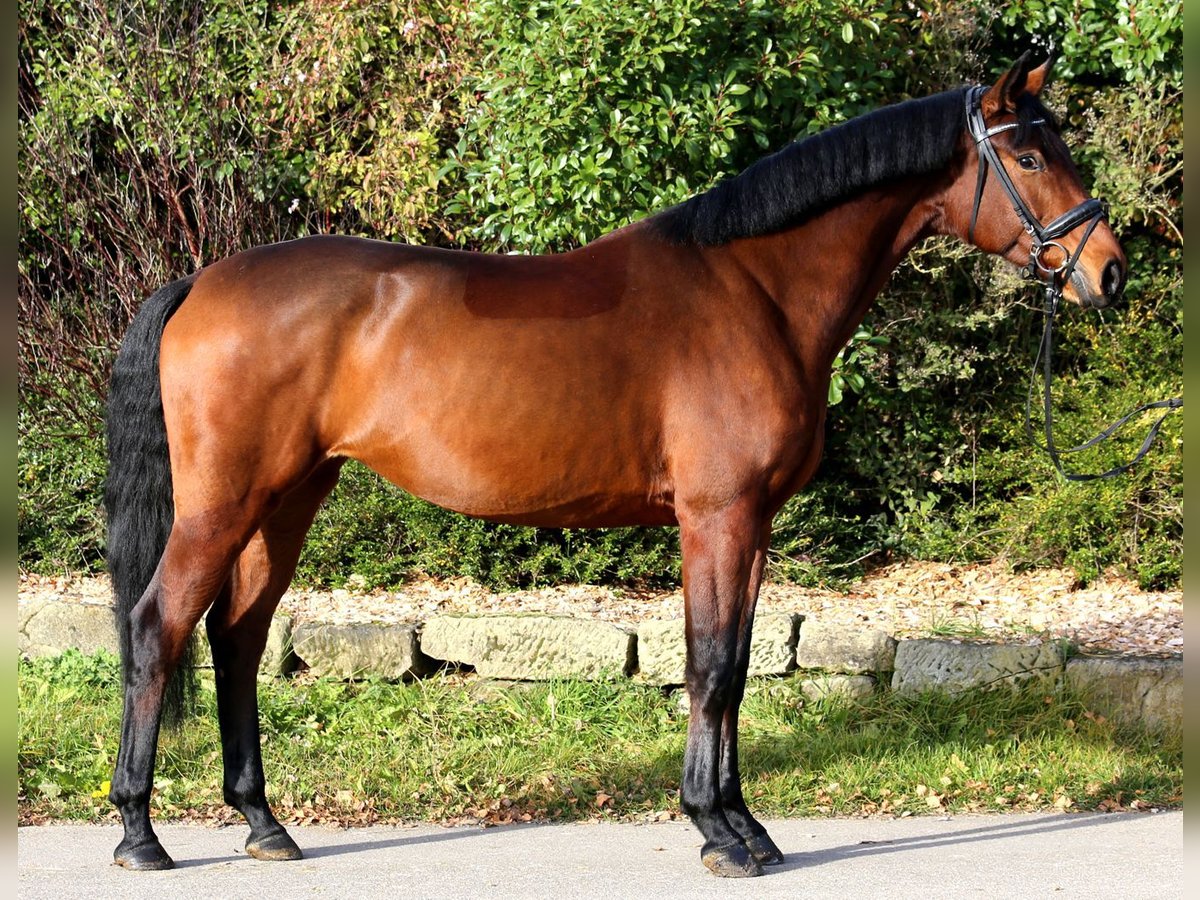 Niemiecki koń sportowy Klacz 4 lat 167 cm Gniada in Schw&#xE4;bisch Hall