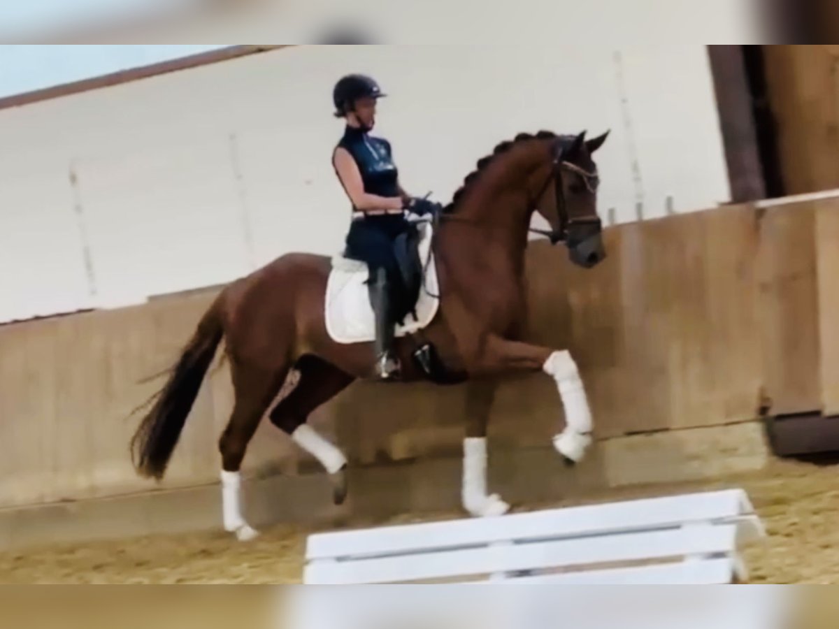 Niemiecki koń sportowy Klacz 4 lat 167 cm Kasztanowata in Bielefeld