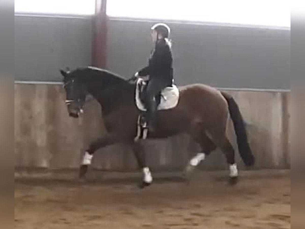 Niemiecki koń sportowy Klacz 4 lat 168 cm Gniada in Stenløse