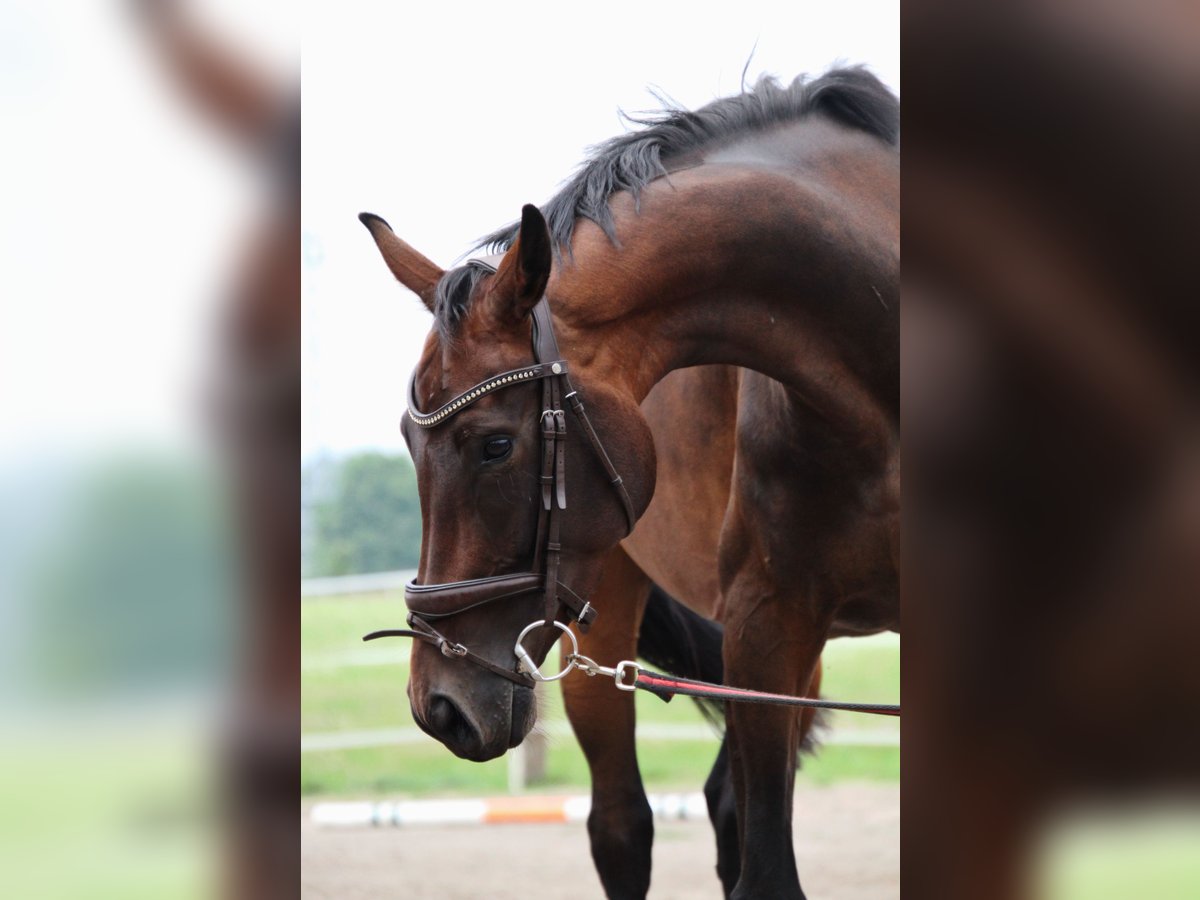 Niemiecki koń sportowy Klacz 4 lat 168 cm Skarogniada in LudwigslustGro&#xDF; Laasch