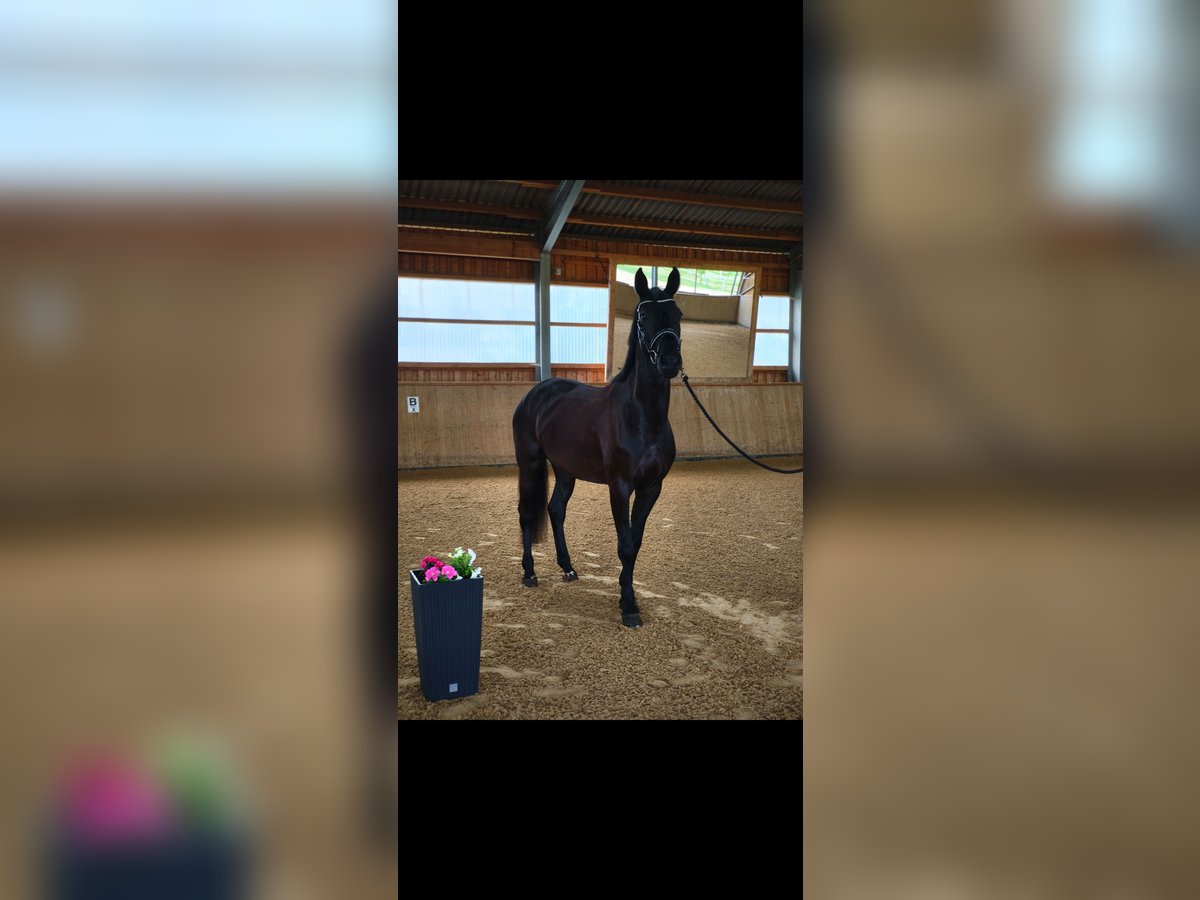 Niemiecki koń sportowy Klacz 4 lat 170 cm Kara in Wilhermsdorf