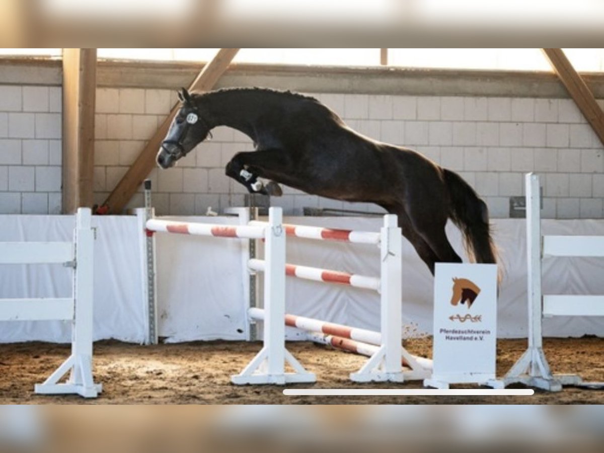 Niemiecki koń sportowy Klacz 4 lat 170 cm Karosiwa in Ketzin