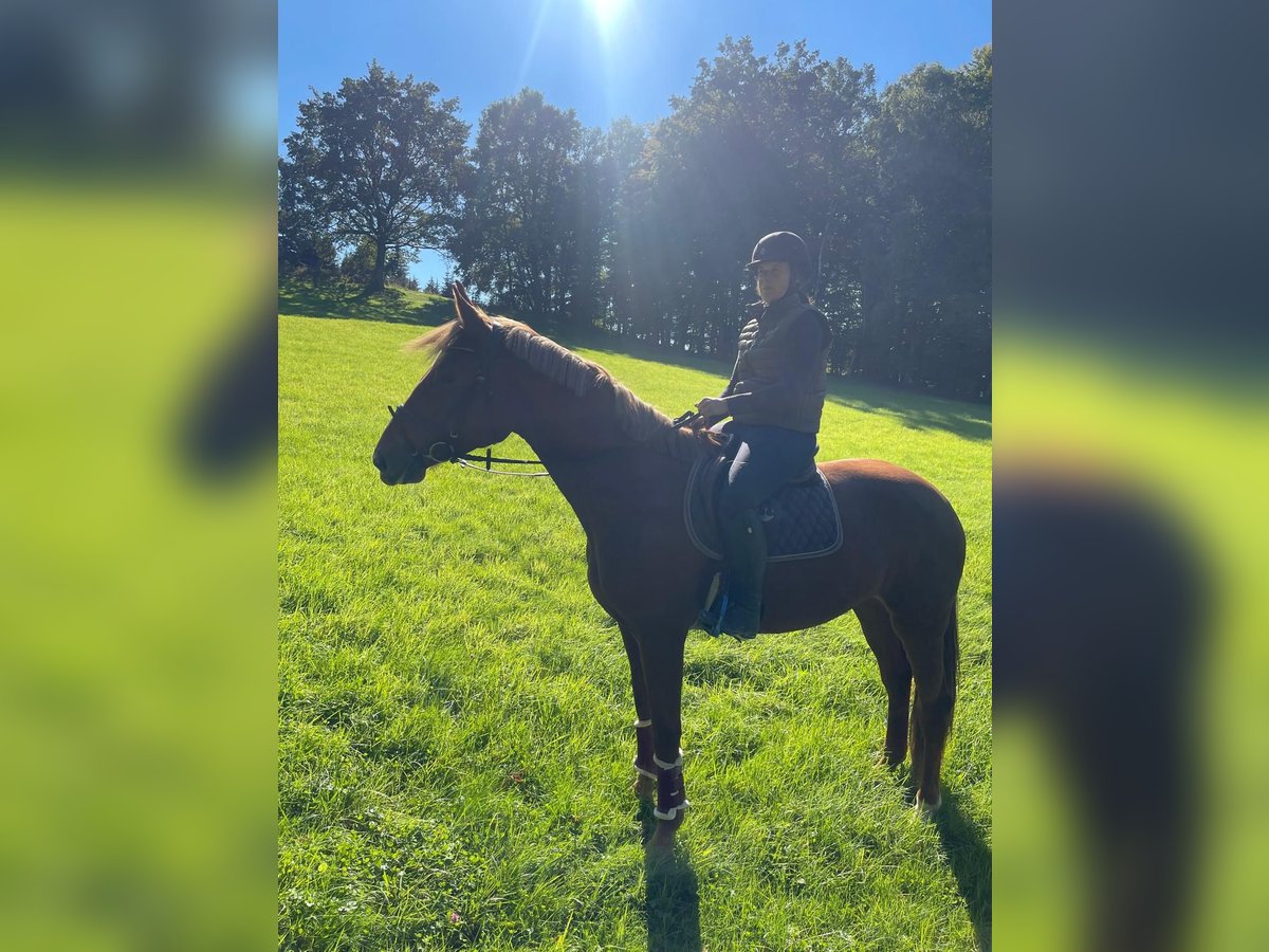 Niemiecki koń sportowy Klacz 4 lat 175 cm Kasztanowata in Buchholz (Westerwald)