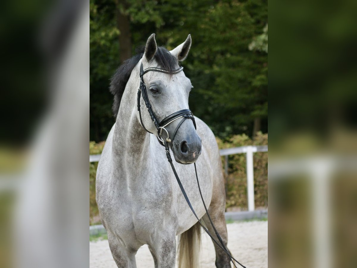 Niemiecki koń sportowy Klacz 4 lat 175 cm Siwa jabłkowita in Moritzburg