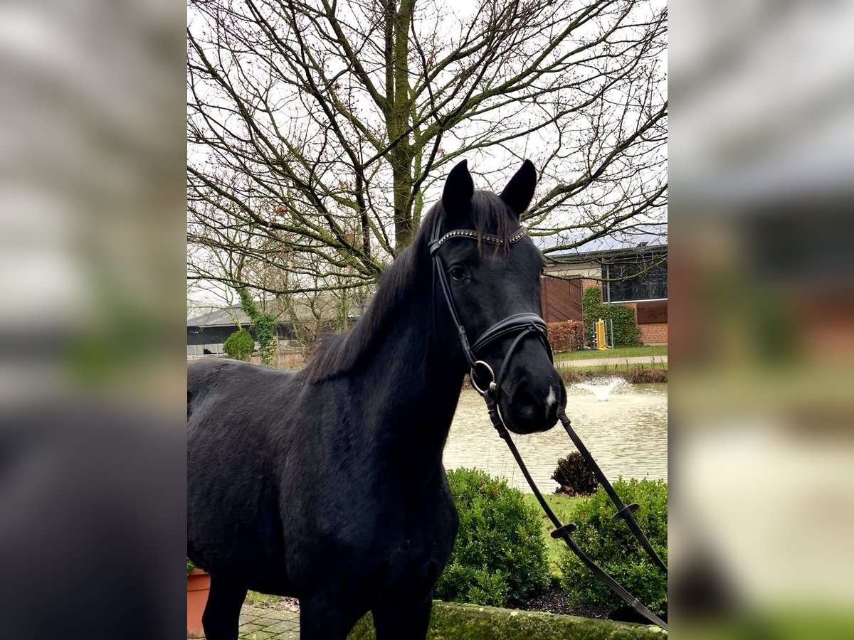 Niemiecki koń sportowy Klacz 4 lat Ciemnogniada in Altenberge